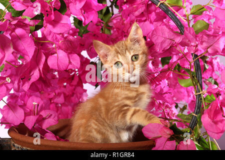 Kätzchen, 2 Monate alt, sitzt in einem Blumentopf zwischen blühenden Bougainvillea Stockfoto