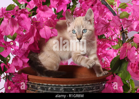 Katze, 3 Monate alt, Seal Tabby Point, sitzen in einem Blumentopf mit blühenden Bougainvillea Stockfoto