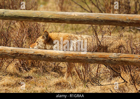 Coyote auf der Pirsch auf der Suche nach einer Mahlzeit Stockfoto