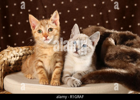 Zwei Kätzchen, 10 Wochen alt, Seal Tabby Point und Red Tabby, sitzend auf einem Kissen Stockfoto