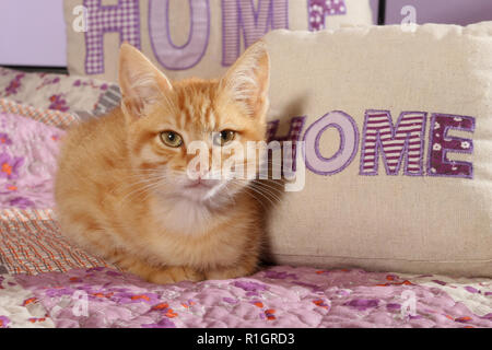 Junge Hauskatze, 3 Monate alt, Ingwer, sitzt auf einem Bett Stockfoto