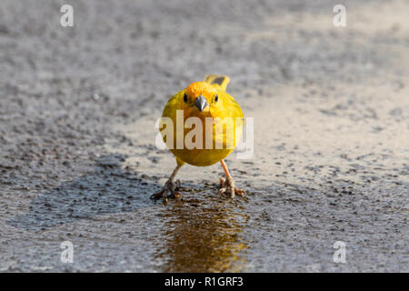 Gelben Safran Finch (sicalia flaveola) in Hawaii, am Boden steht, direkt in die Kamera. Stockfoto