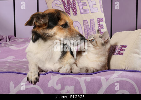 Jack Russell Hund und Katze, 2 Monate alt, Seal Point tabby, zusammen lag auf einem Bett. Stockfoto