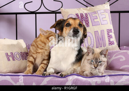 Jack Russell Hund und zwei Katzen, 2 Monat alt, rot gestromt und Seal Point tabby, zusammen lag auf einem Bett. Stockfoto