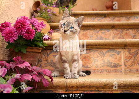 Junge Einheimische Straße Katze, 3 Monate alt, Seal Tabby Point, sitzend auf einer Treppe Stockfoto