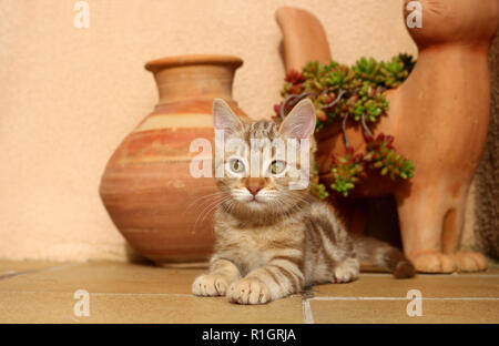 Junge Katze, 10 Wochen alt, rot gestromt, liegen auf einer Treppe Stockfoto