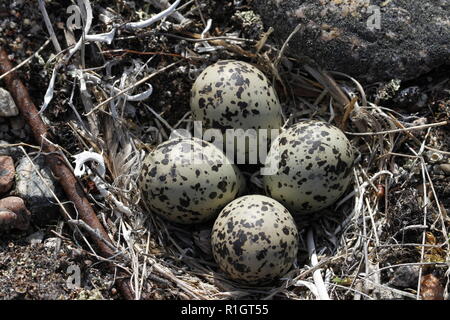 Vier Semipalmated Plover (Charadrius semipalmatus) Eier in ein Nest von Zweigen in der Nähe von Arviat, Nunavut, Kanada umgeben Stockfoto