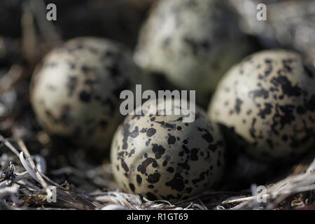 Vier Semipalmated Plover (Charadrius semipalmatus) Eier in ein Nest von Zweigen in der Nähe von Arviat, Nunavut, Kanada umgeben Stockfoto