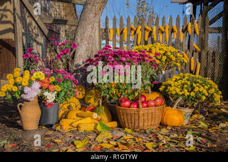 Herbst Komposition mit chrysantheme Blumen, Kürbisse, Äpfel in einem Weidenkorb, Keramik Töpfe, Zusammensetzung im Garten, im Freien. Stockfoto