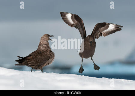 Braun oder Southern Great skua Landung Flügel öffnen Mit zweiten ständigen Mund Schnabel öffnen Prospect Point antarktischen Halbinsel Antarktis Stockfoto