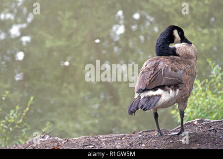 Eine kanadische Gans mit einer flexiblen Hals nimmt einen Rest von einem trüben Teich Stockfoto