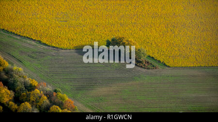 Luftaufnahme, Bush Hecke in einem Feld in der Nähe von Bottrp, gelbes Feld, Wiese, Feld, Landwirtschaft, eigene, Bottrop, Ruhrgebiet, Nordrhein-Westfalen, Deutschland, DE Stockfoto