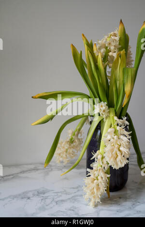 Weiße Hyazinthen Umfallen und Welken in einer Vase auf einem Marmor Zähler vor einem hellen Hintergrund Stockfoto