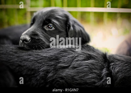 Süße schwarze Welpen ruht der Kopf auf der Rückseite eines anderen Hundes. Stockfoto