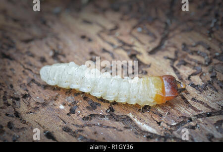 Borkenkäfer Larve Stockfoto