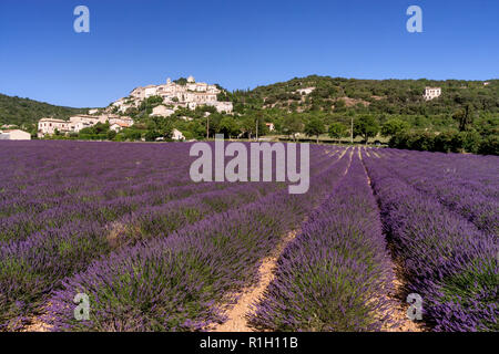 Lavendel-Feld, Dorf Simiane La Rotonde, Alpes-de-Haute-Provence, Landschaft, Provence, Frankreich Stockfoto