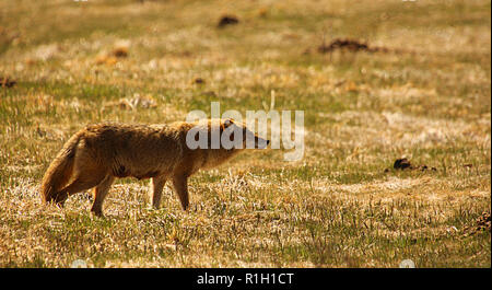 Coyote auf der Pirsch auf der Suche nach einer Mahlzeit Stockfoto