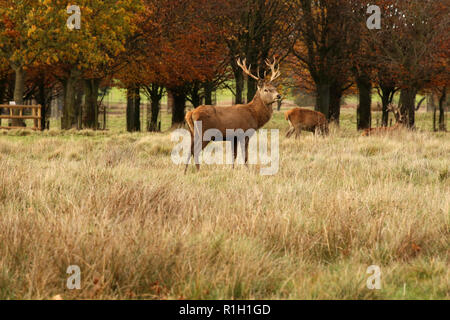 Der Rothirsch (Cervus elaphus) ist einer der größten Hirsche Arten Stockfoto