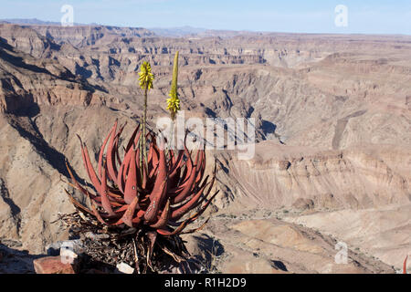 Fishriver Canyon und Blume in Namibia Stockfoto