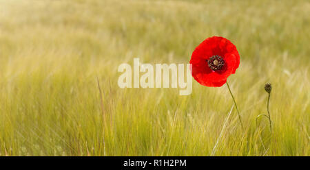 BANNER FLOWER BACKGROUND. Einzelne rote MOHNBLÜTE AUF NATÜRLICHE DEFOKUSSIERTEN grüner Hintergrund Stockfoto