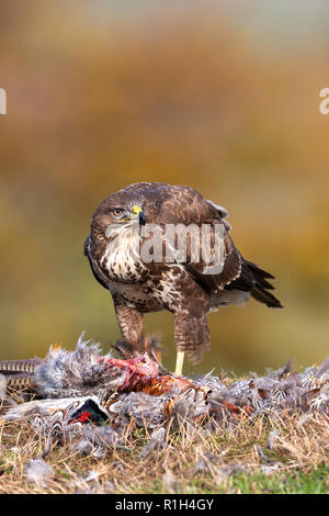 Bussarde Stockfoto