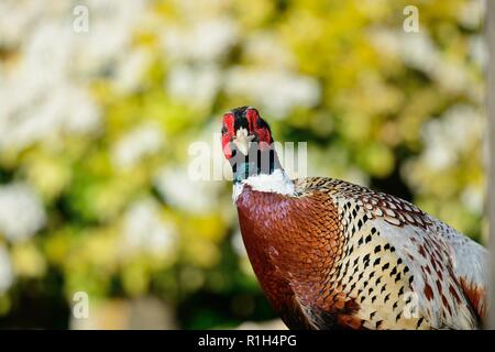 Nahaufnahme, Porträt einer gemeinsamen Fasan (Phasianus colchicus) Stockfoto