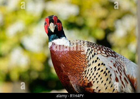 Nahaufnahme, Porträt einer gemeinsamen Fasan (Phasianus colchicus) Stockfoto