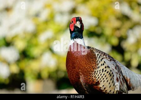 Nahaufnahme, Porträt einer gemeinsamen Fasan (Phasianus colchicus) Stockfoto