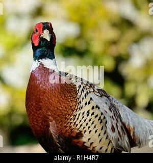 Nahaufnahme, Porträt einer gemeinsamen Fasan (Phasianus colchicus) Stockfoto