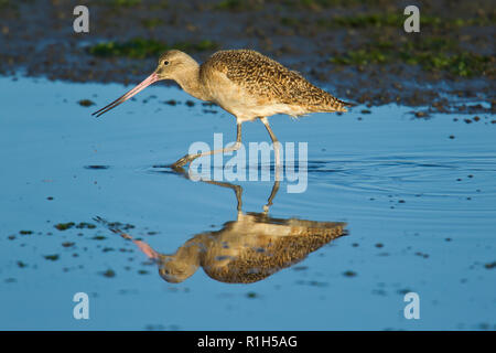 Marmorierte Uferschnepfe (Limosa Fedoa) Stockfoto