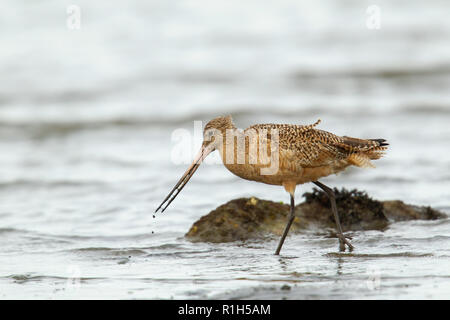 Marmorierte Uferschnepfe (Limosa Fedoa) Stockfoto