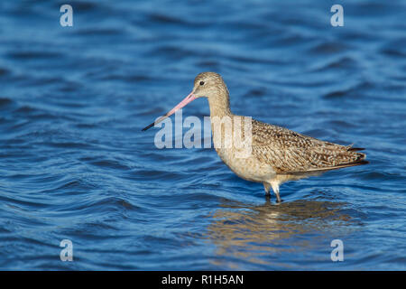 Marmorierte Uferschnepfe (Limosa Fedoa) Stockfoto