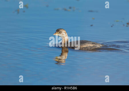 Pied – abgerechnet Grebe (Podilymbus Podiceps) Stockfoto