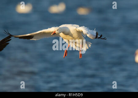 Schneegans (Anser Caerulescens) Vorbereitung an Land Stockfoto