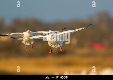 Schneegans (Anser Caerulescens) Vorbereitung an Land Stockfoto