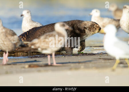 Kalifornien Seeotter (Enhydra lutris) auf einem sandigen Ufer Stockfoto