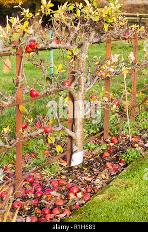 Apple Katy als Cordon in einem englischen Apple Orchard Cheshire England Großbritannien mit Wind umfallen Äpfel im Erdgeschoss Garten Stockfoto