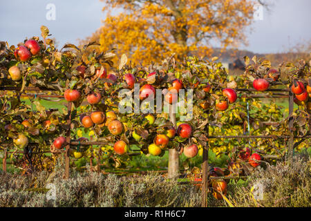 Apple Red Devil wächst, wie ein Cordon in einem englischen Apple Orchard Cheshire England Großbritannien Stockfoto