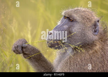 Chacma baboon (Papio ursinus) mit Frühstück, Fütterung auf Getreidesaatgut von Gras im Krüger Nationalpark, Südafrika Stockfoto