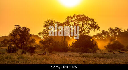 Orange Morgenlicht über Savanne Baum und Busch im Krüger Nationalpark, Südafrika Stockfoto