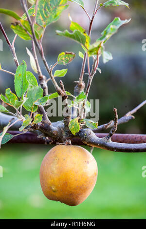 Apple Egremont Rotbraun Malus Domestica in einem englischen Apple Orchard Cheshire England UK wachsende Stockfoto