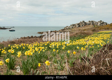 Gugh Insel im Frühjahr mit einem Landstrich der hellen eingebürgerte Narzissen im Vordergrund und die Küste und das Meer auf dich Hintergrund an einem sonnigen Frühlingstag. Stockfoto
