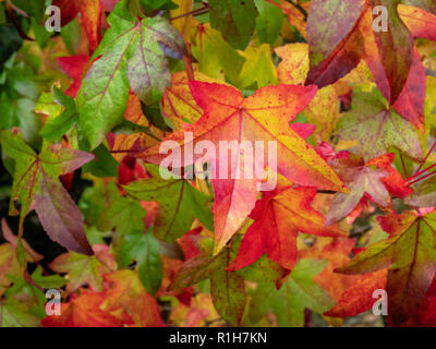 Liquidamber styraciflua Blätter in Westonbirt Arboretum in Gloucestershire UK zeigen Spektrum der Farbe ändern im Herbst Stockfoto