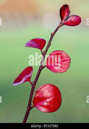 Terminal Blätter eines einzelnen Stamm von fischgräten Cotoneaster horizontalis C im späten Herbst-UK Stockfoto