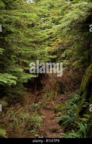 Ein Wanderweg in Eagle Mountain, Anmore, BC, Kanada, in den tiefen dunklen und hellen grünen Nadelwald, am späten Nachmittag Stockfoto