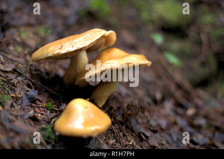 Drei gelbe Pilze des Pazifischen Nordwestens, wachsen aus den Waldboden in Eagle Mountain, Anmore, BC, Kanada Stockfoto