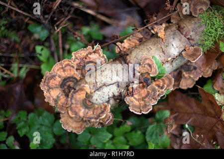 Ein Cluster von orange-braunen Trametes Versicolor Pilze (auch die Türkei Tails) auf einem toten Zweig über das Grün Herbst Wald boden in BC, Kanada wachsenden Stockfoto