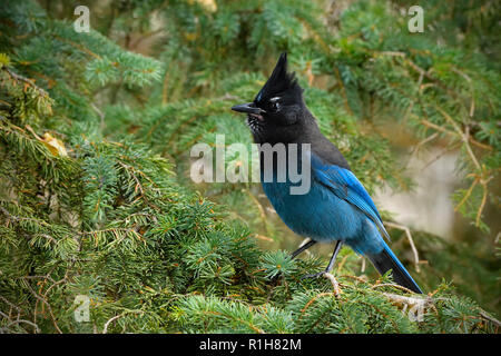 Ein horizontales Bild eines Stellers Jay (Cyanocitta stelleri), auf einem grünen Spruce Tree Branch in ländlichen Alberta Kanada gehockt Stockfoto