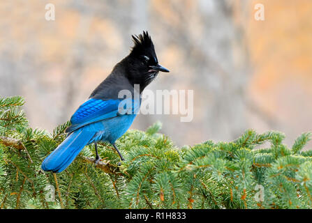 Ein horizontales Bild eines Stellers Jay (Cyanocitta stelleri), auf einem grünen Spruce Tree Branch in ländlichen Alberta Kanada gehockt Stockfoto