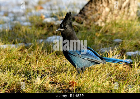 Ein horizontales Bild eines Stellers Jay (Cyanocitta stelleri), hopping zusammen unter einem Spruce Tree in ländlichen Alberta Kanada Stockfoto